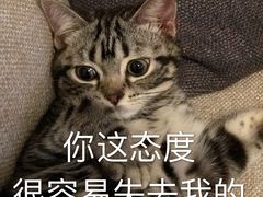 -猫大福·Fortune Cat猫舍(百子湾店)