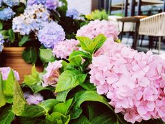 -OGGI TRATTORIA PIZZERIA(深业上城店)