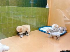 -帕帕拉兹宠物(亚洲旗舰店)