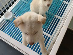 -熊小胖宠物生活馆(天华园店)