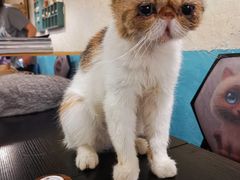 -猫小院猫主题咖啡厅(北锣店)