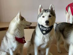 -Husky Go! 哈士奇体验馆·宠物咖啡厅狗咖
