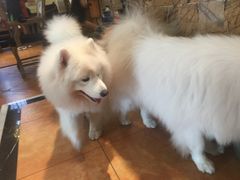 -more than meow吴止猫主题餐厅(承德 中船汇店)