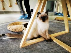 -Heymao猫咖.咖啡厅(东门店)