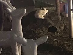 -枫花园汽车电影院(朝阳公园店)