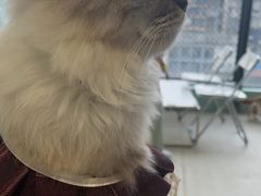 -怪兽屋·羊驼·猫咖·狗咖(俊华广场店)