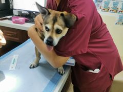 -美联众合动物医院·24h转诊中心