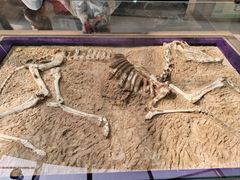 -陕西自然博物馆