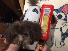 -爱宠屋pet shop·宠物洗澡·宠物美容