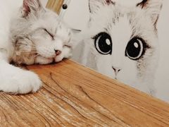 -猫小院猫主题餐厅(南锣旗舰店)