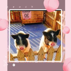 -萌宠亲子动物乐园(槐房万达店)