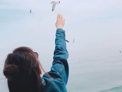 -长岛万鸟岛
