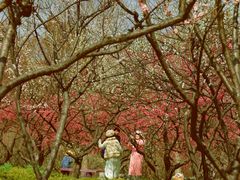 -上海海湾国家森林公园