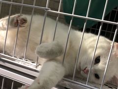 -两棵枇杷树