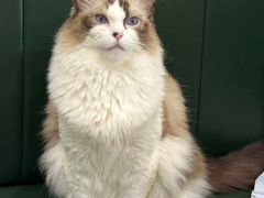 -安格丽娜·狗咖·猫咖羊驼咖(春熙路百盛商场店)