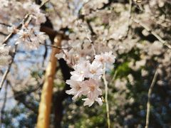 -西安青龙寺遗址景区