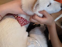 -南京Hallo宠物乐园·哈罗犬舍·柴犬繁育基地