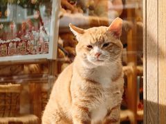 -猫的天空之城概念书店(大学路店)