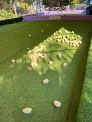 -萌宠亲子动物乐园(槐房万达店)