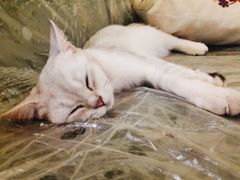 -猫色咖啡·猫咖