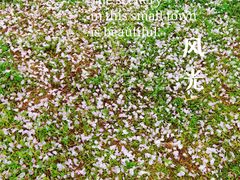 -花博汇(知音花月夜)