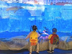 -芜湖新华联大白鲸海洋公园