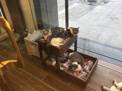 -猫大福·Fortune Cat猫舍(百子湾店)