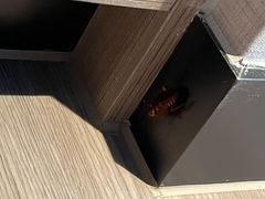 -香港九龙海逸君绰酒店