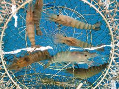 -SHRIMP CLUB万东餐饮钓虾·清吧