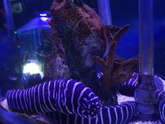 -太平洋海底世界