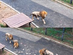 -大连森林动物园