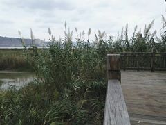 -漩门湾国家湿地公园