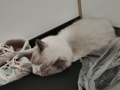 -宠福鑫康馨动物医院·骨科·眼科