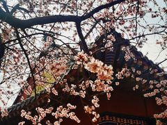 -桃花堤公园