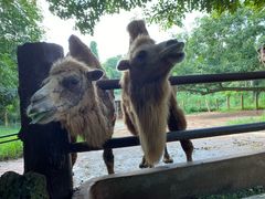 -海南热带野生动植物园