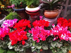 -青石桥花鸟鱼虫市场(叠翠城店)