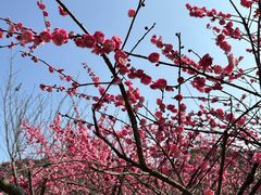 -新建村梅花
