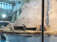 -帝企鹅自助餐厅•儿童岛•真企鹅(长隆企鹅酒店)