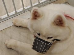 -共舞时光猫咖·狗咖(新街口店)