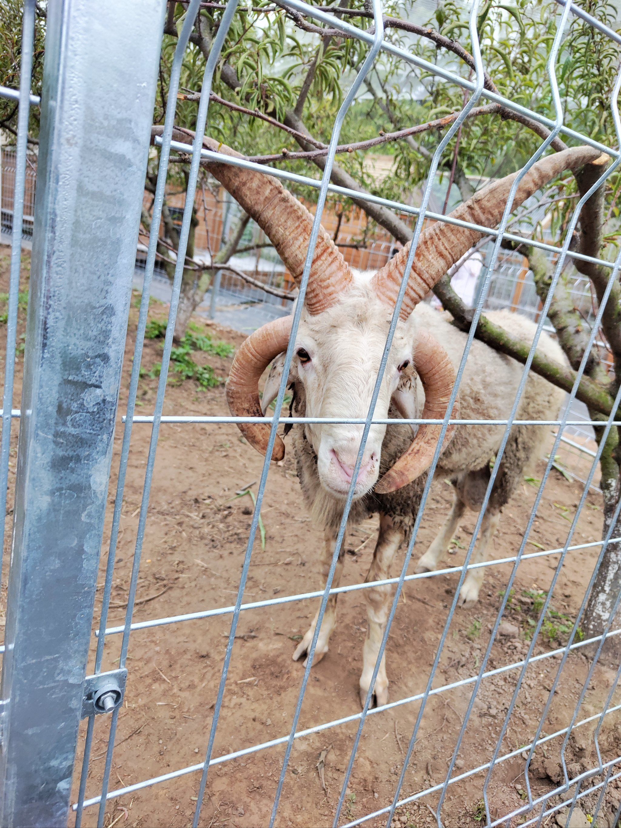 四只角的羊[吐舌]