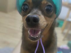 -瑞派宠物医院·犬猫全科·猫友好(宾水西道店)