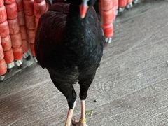 -新加坡飞禽公园
