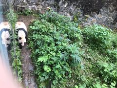 -都江堰中华大熊猫苑