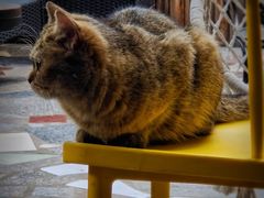 -喵屿·大理花园猫咖