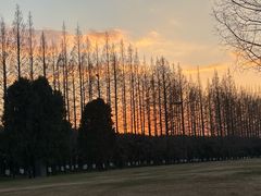 -黄海国家森林公园