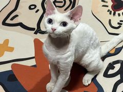 -猫大福·Fortune Cat猫舍(百子湾店)