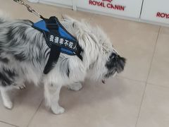 -宠福鑫动物医院·动物疾病诊疗中心(天通苑店)