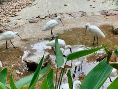 -广州长隆飞鸟乐园