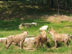 -北京野生动物园