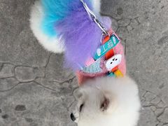 -宠福鑫康馨动物医院·骨科·眼科